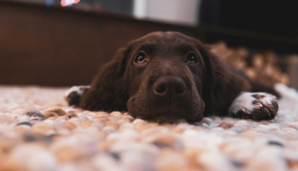 kosttillskott för din hund