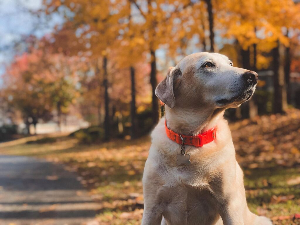 Skräddarsydda tillbehör för din Labrador